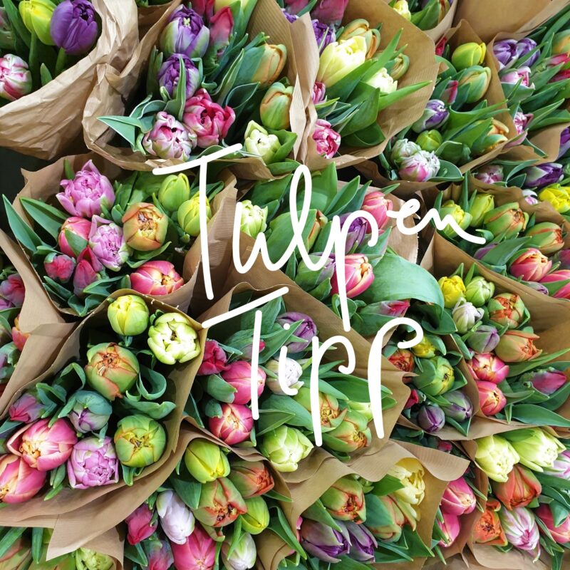 Tulpen Tipp