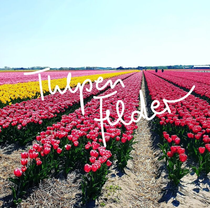 Tulpen Felder